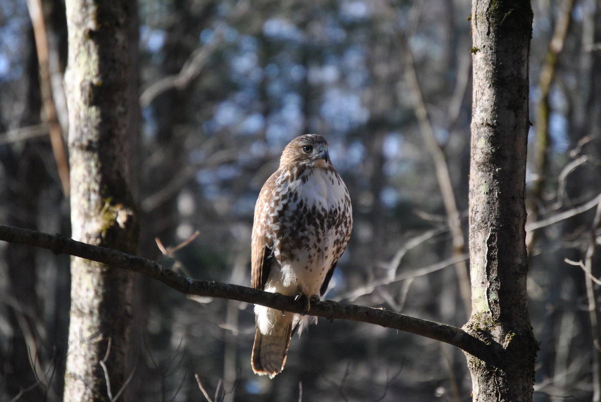 Red-tailed Hawk - ML397945131