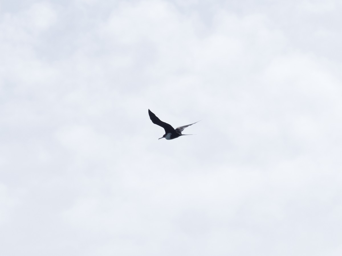 Great Frigatebird - ML397946321