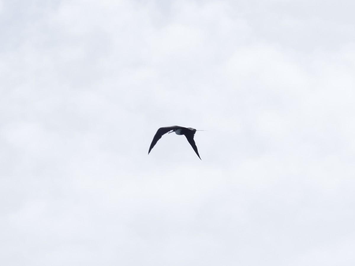 Great Frigatebird - ML397946331