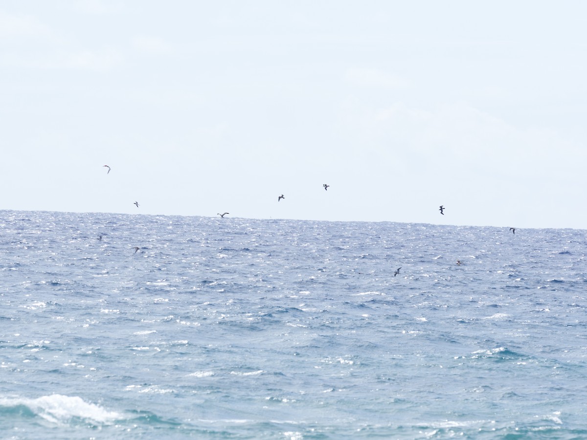 Brown Booby - ML397946411