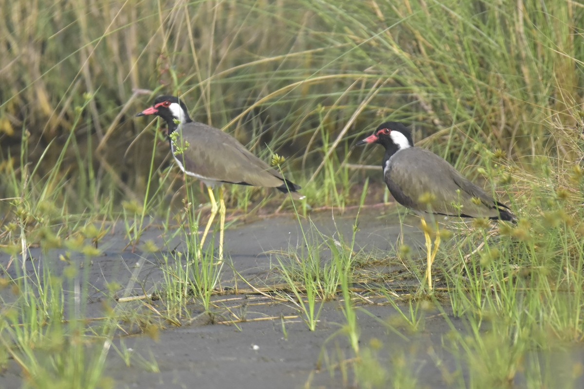 Red-wattled Lapwing - ML397948731