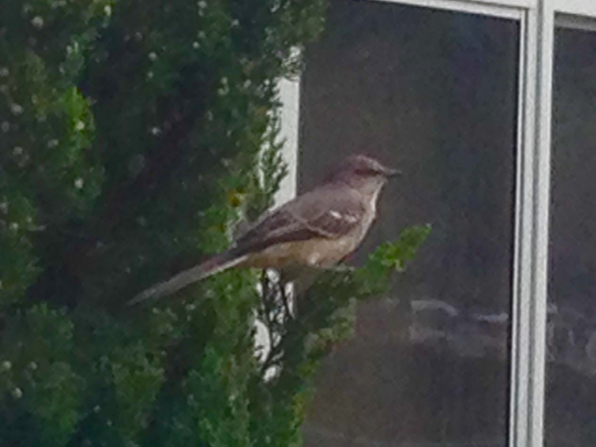 Northern Mockingbird - ML39794991