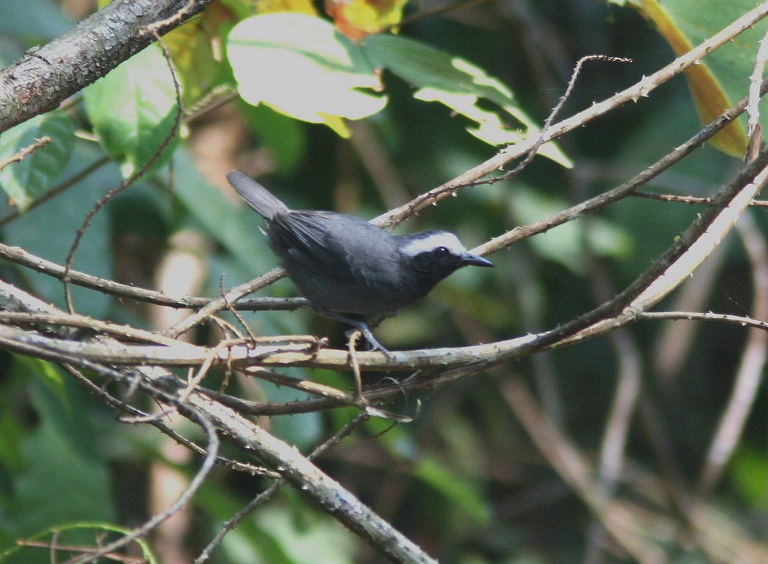 White-browed Antbird - ML397949981