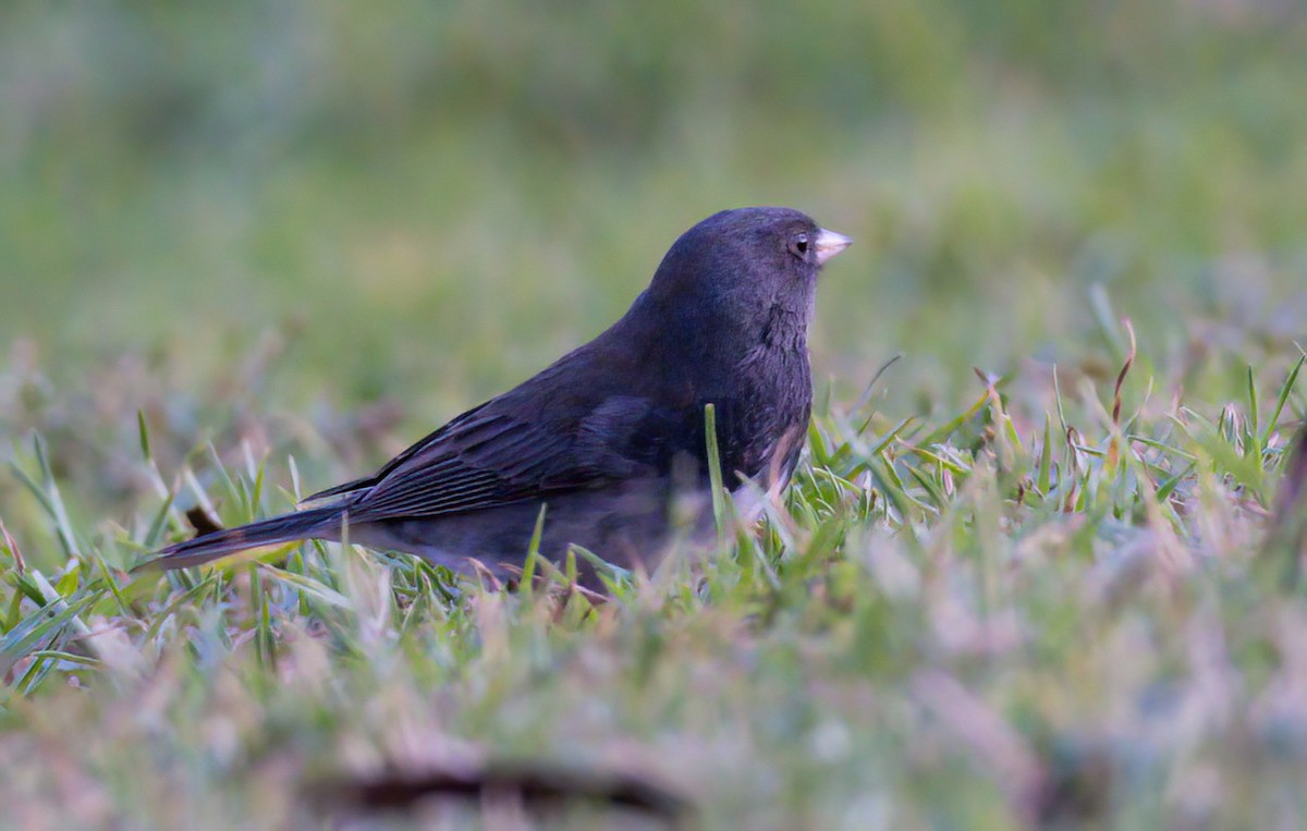 Dark-eyed Junco (Slate-colored) - Mark Holmgren