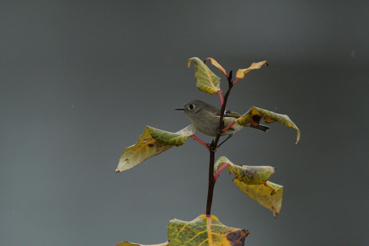 Ruby-crowned Kinglet - Jaden Howlett