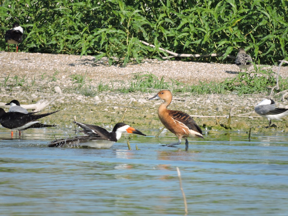 Fulvous Whistling-Duck - ML397952001