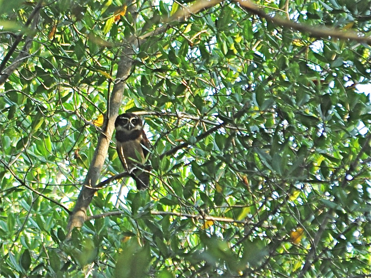 Spectacled Owl - ML39795291