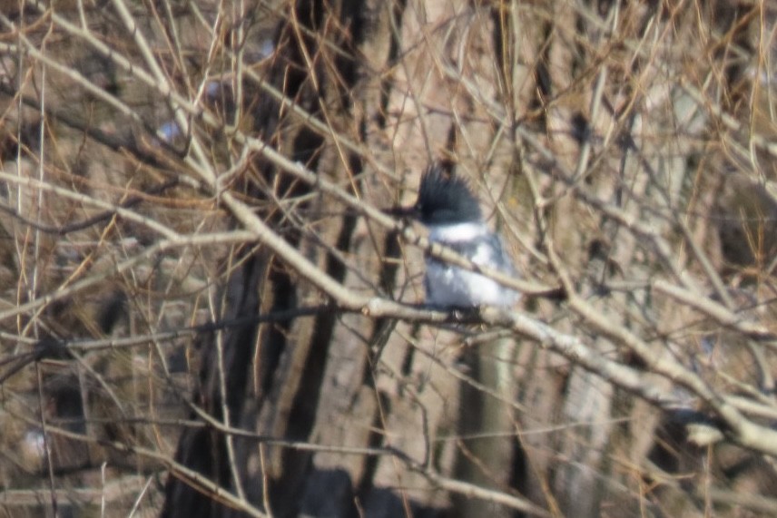 Belted Kingfisher - ML397954241