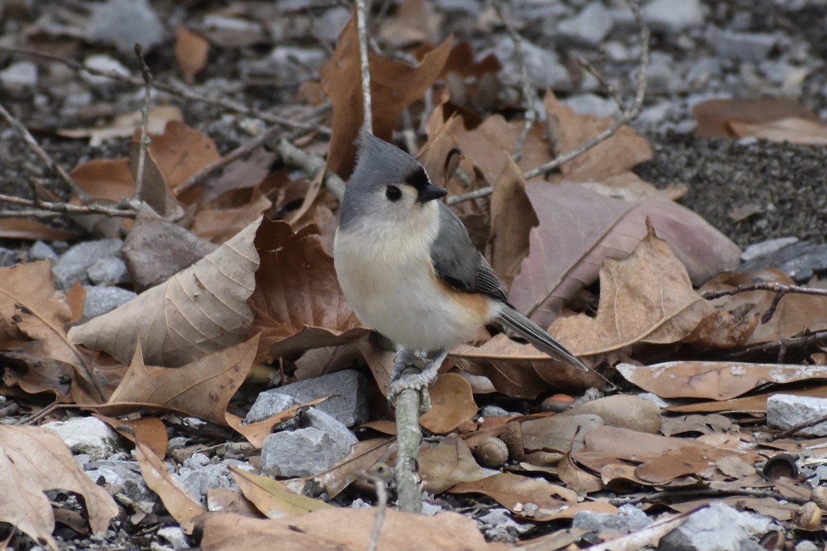 Tufted Titmouse - ML397956641