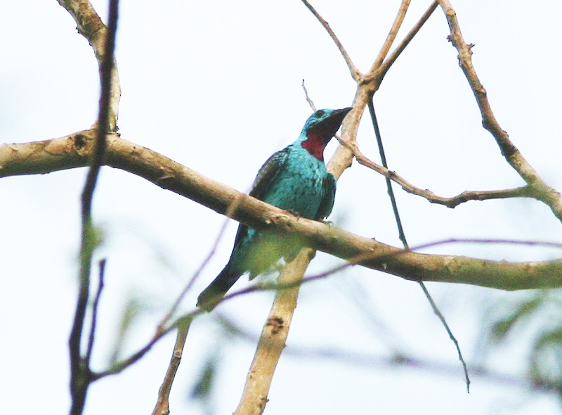 Cotinga Celeste - ML397957091