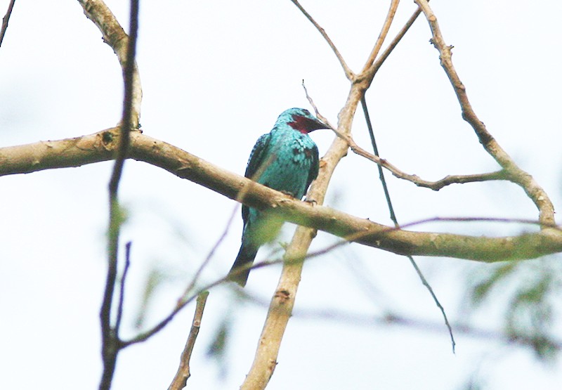 Spangled Cotinga - ML397957121