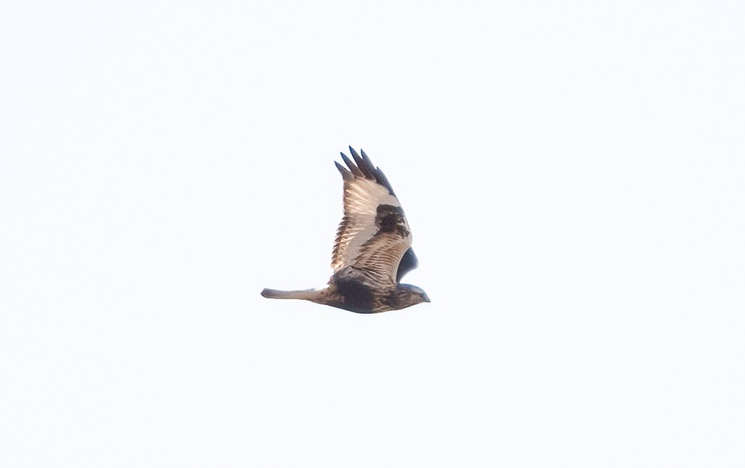 Rough-legged Hawk - ML397960321