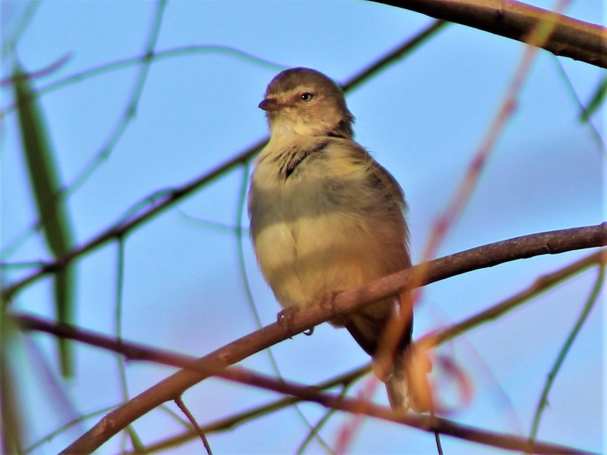 Weebill - Leonie Beaulieu