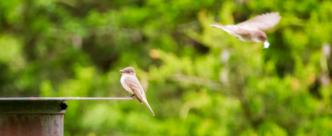 Eastern Phoebe - ML397960601