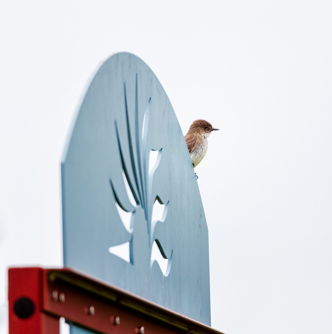 Eastern Phoebe - ML397960611