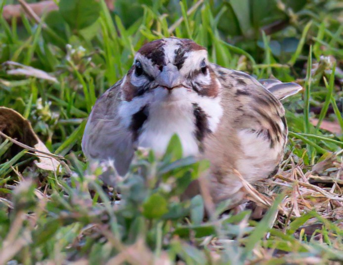 Lark Sparrow - ML397960791