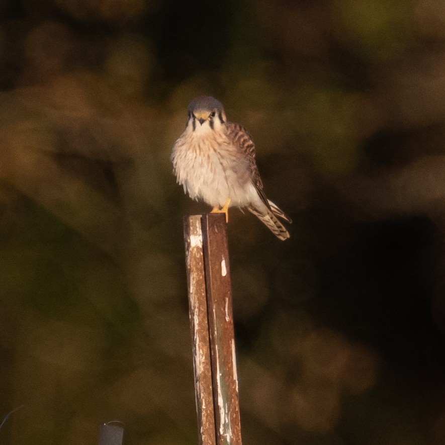 American Kestrel - Brooke Trabona