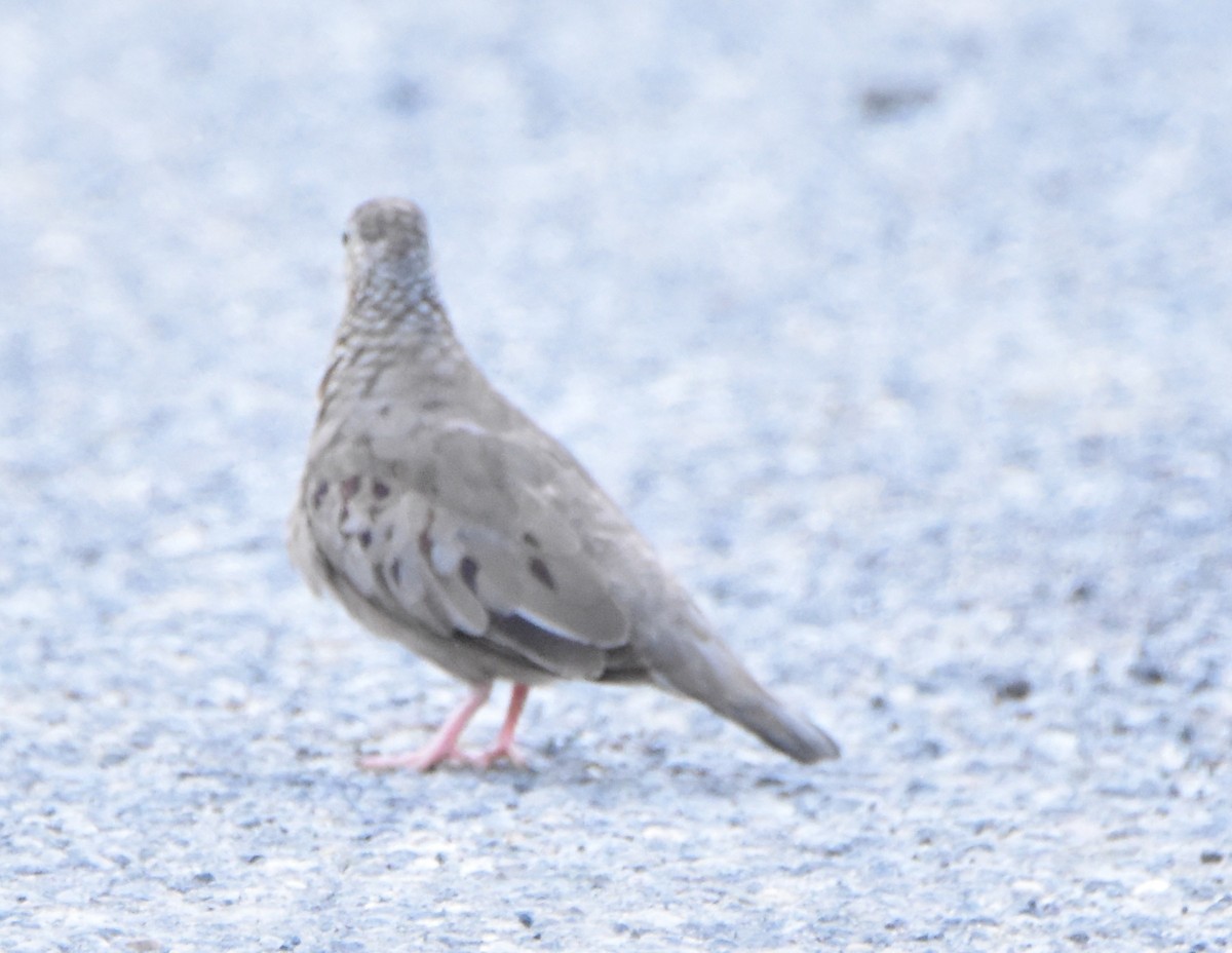 Common Ground Dove - ML397963581