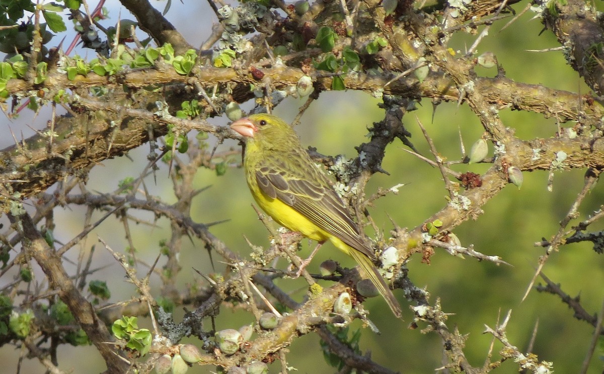 Southern Grosbeak-Canary - ML397964821