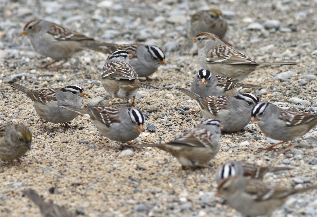 White-crowned Sparrow (Gambel's) - Gil Ewing