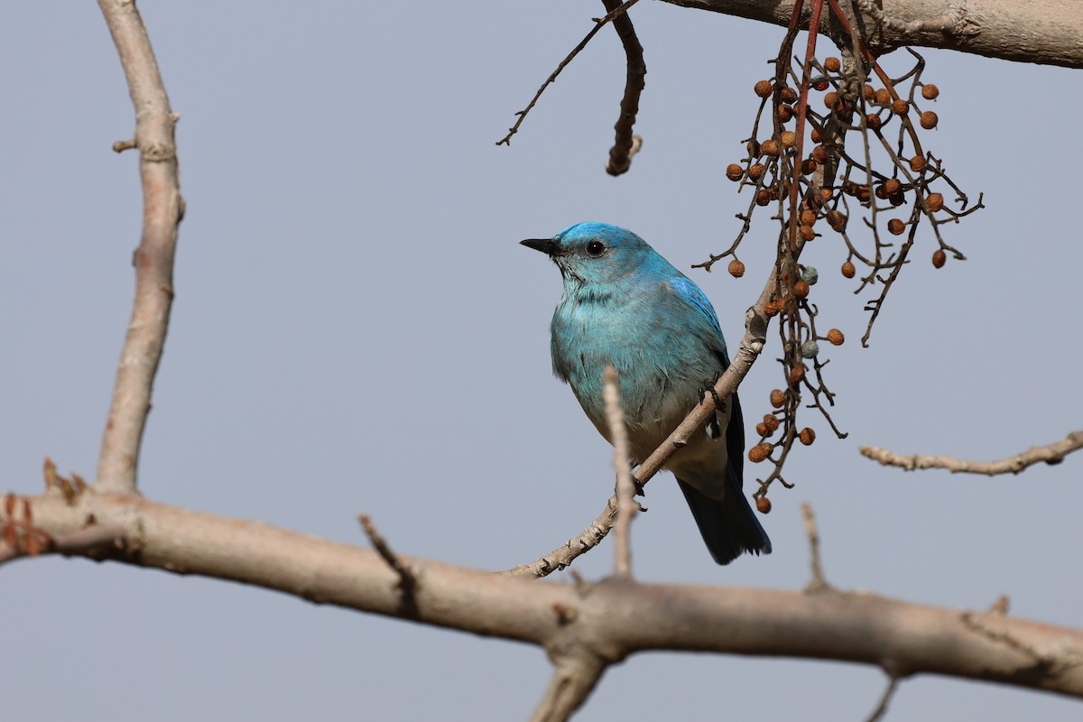 Mountain Bluebird - William Rockey