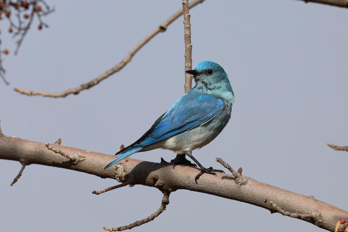 Mountain Bluebird - William Rockey