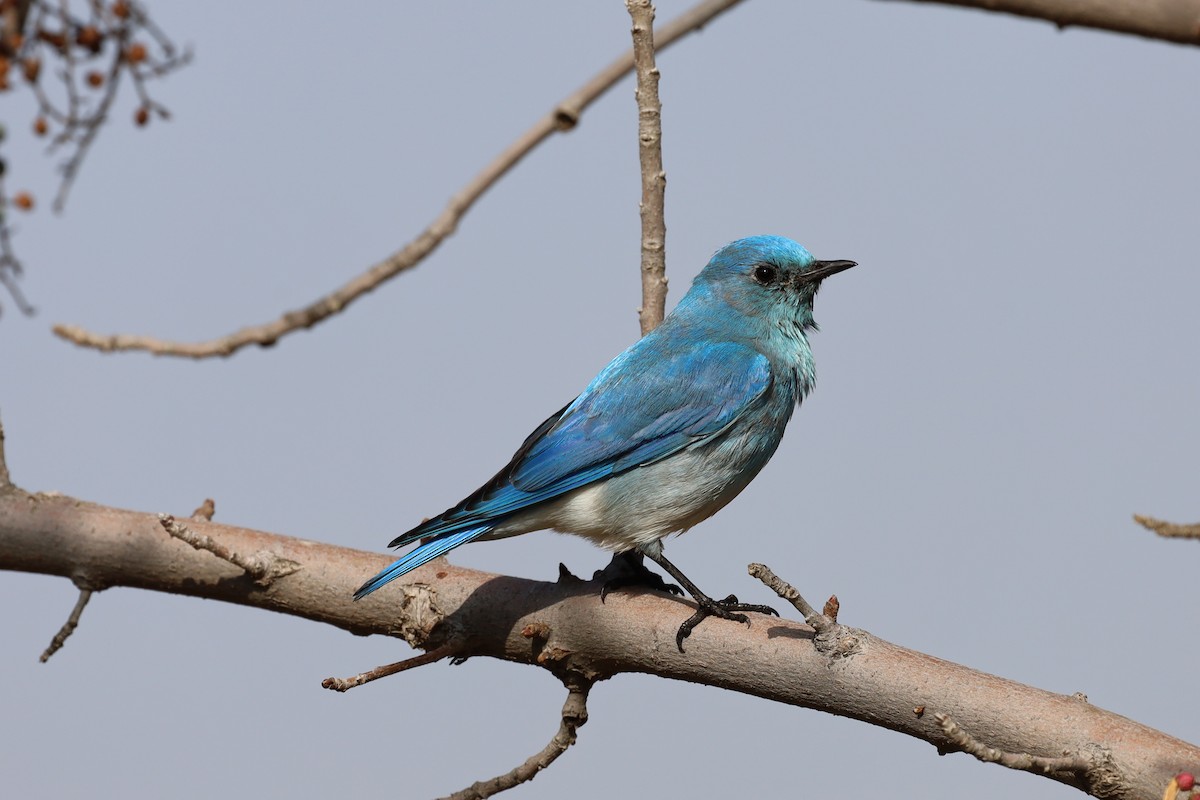 Mountain Bluebird - William Rockey