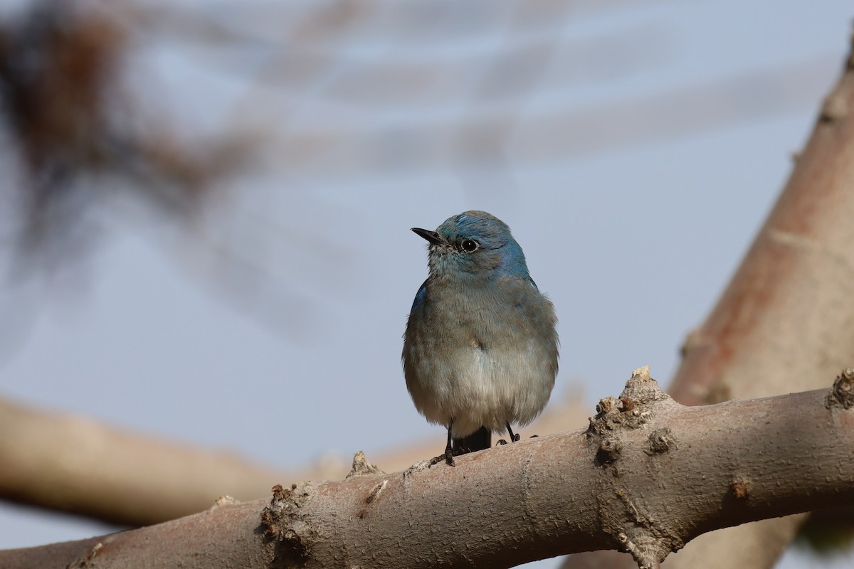 Mountain Bluebird - William Rockey