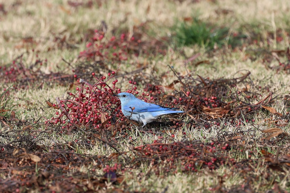 Mountain Bluebird - William Rockey