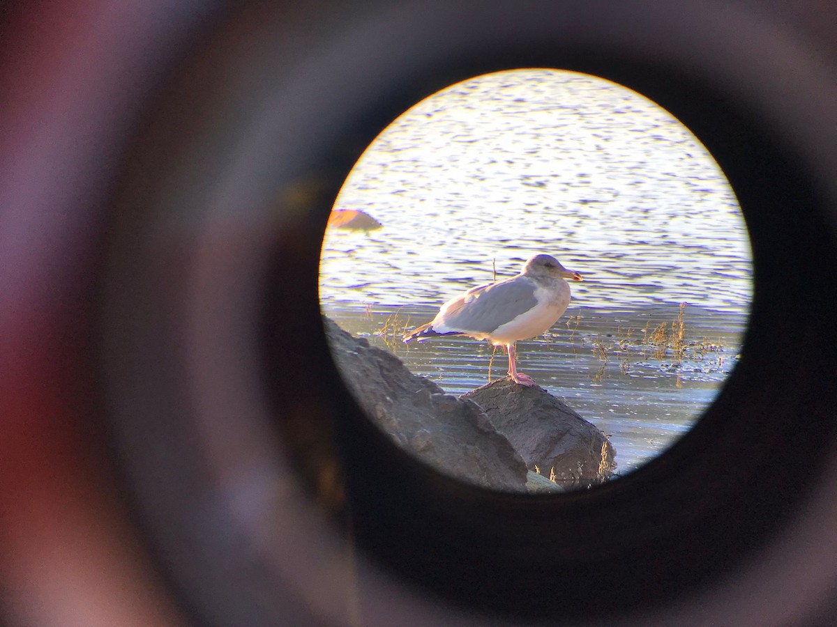 Iceland Gull - ML397969291