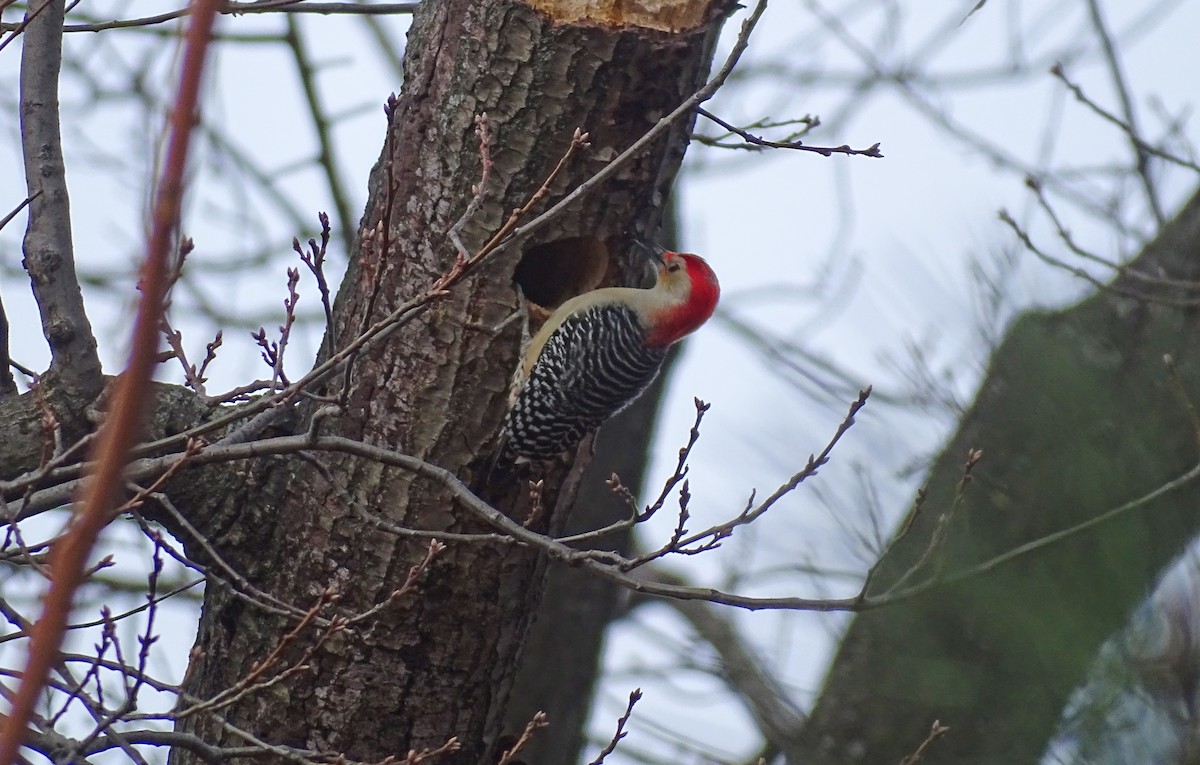 Red-bellied Woodpecker - ML397969811