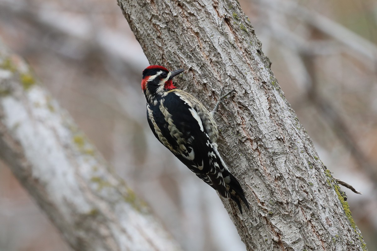 Red-naped Sapsucker - William Rockey