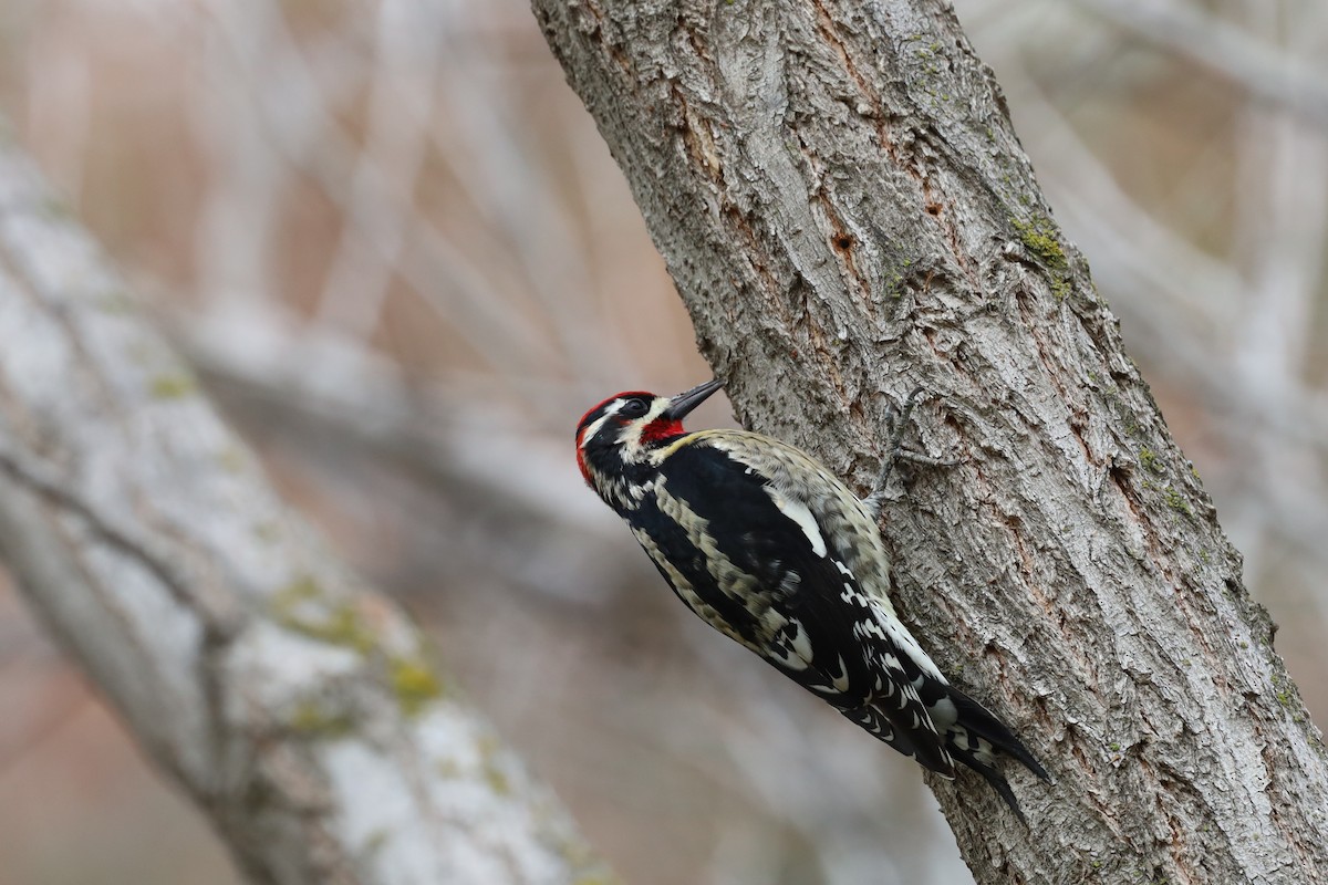 Red-naped Sapsucker - William Rockey