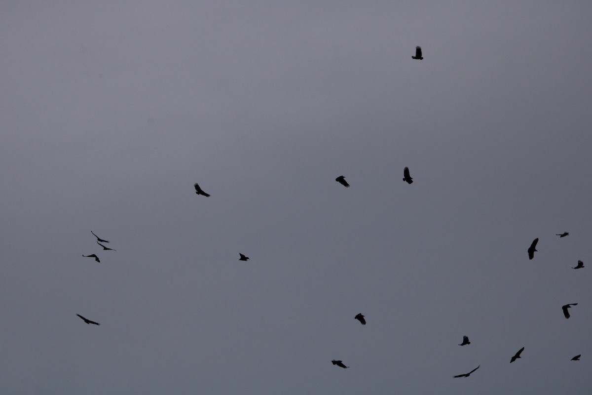 Black Vulture - Susan Wood