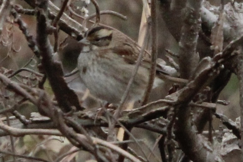 White-throated Sparrow - ML397970521