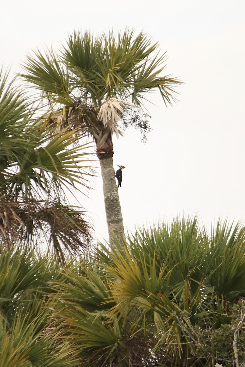 Pileated Woodpecker - Richard  Lechleitner