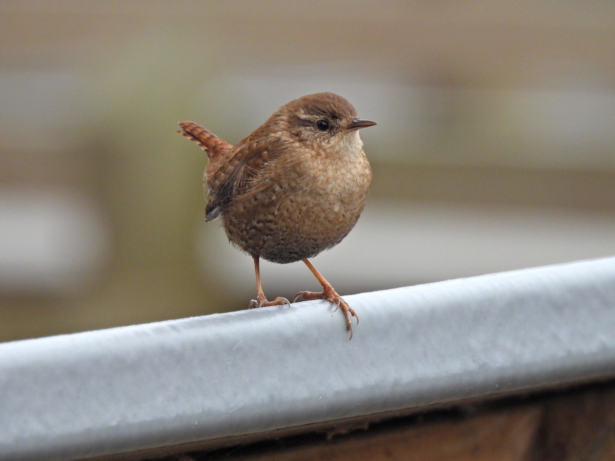 Winter Wren - ML397970801