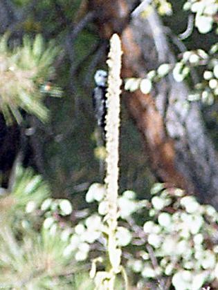 White-headed Woodpecker - Rob Worona