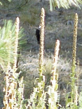 White-headed Woodpecker - ML397971051