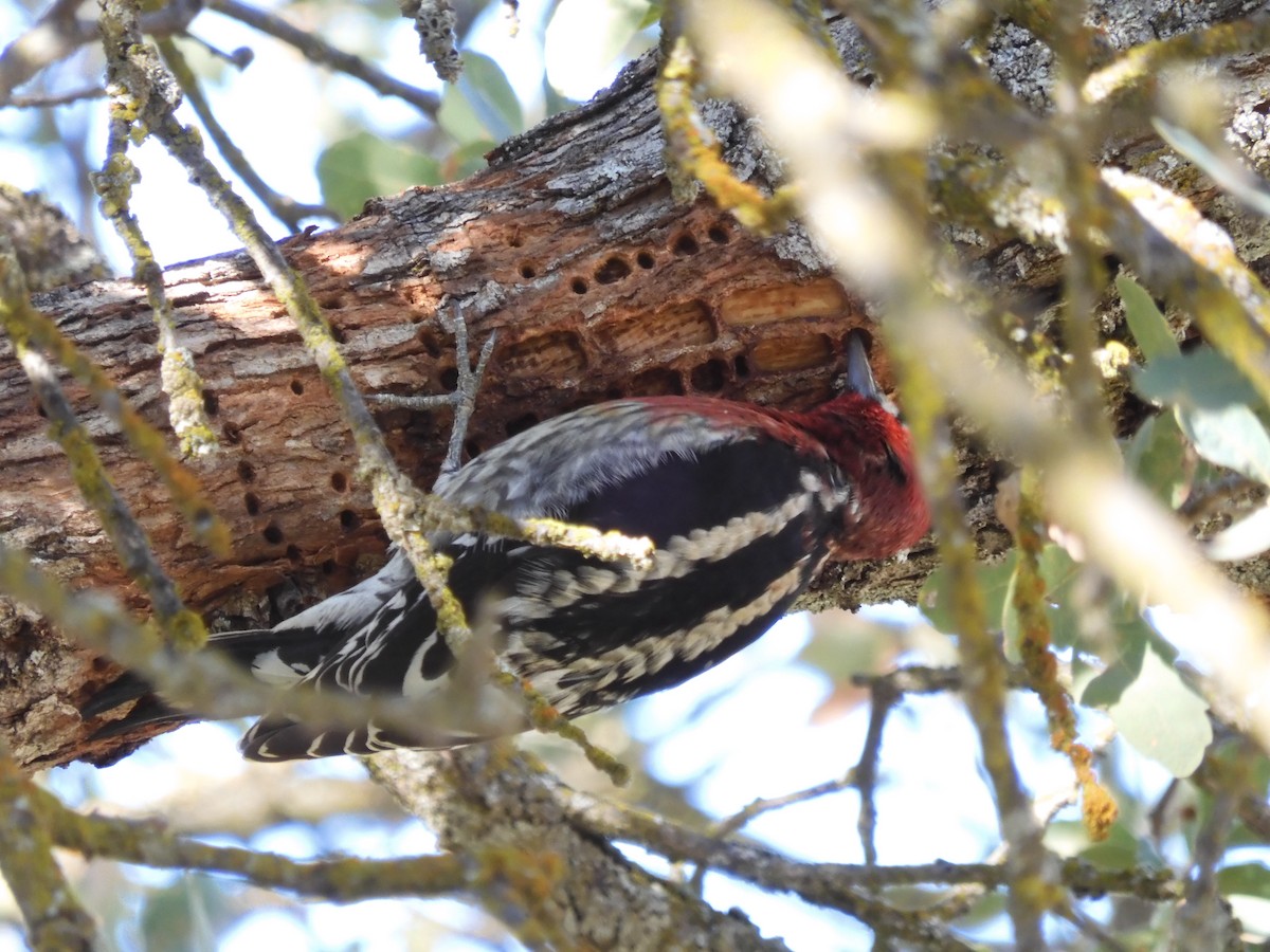Red-breasted Sapsucker - ML397972111