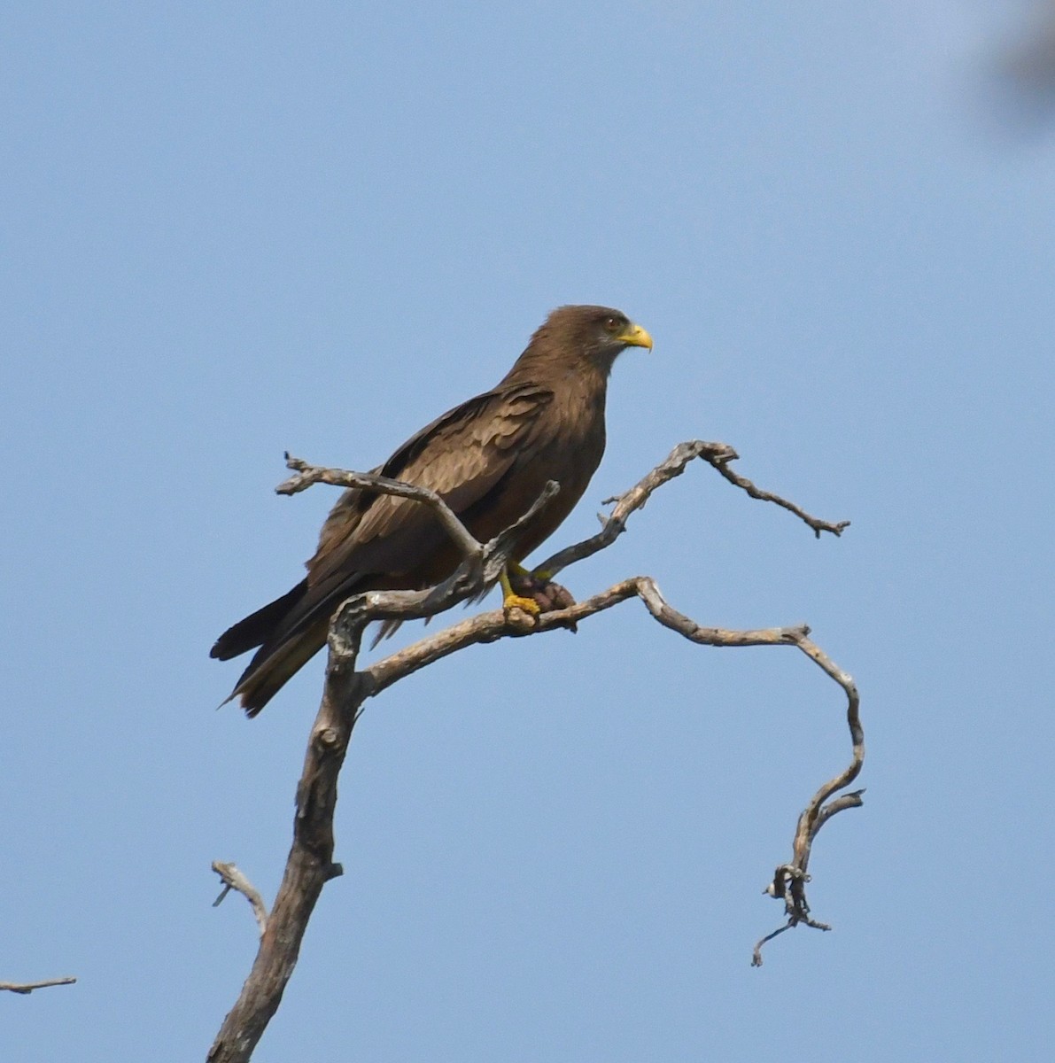 Black Kite (Yellow-billed) - ML39797271