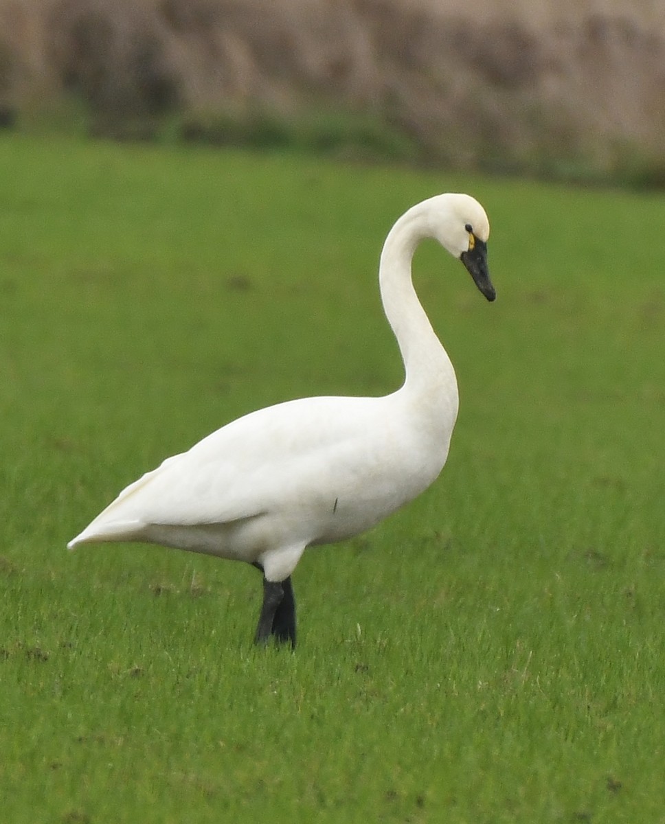 Tundra Swan - ML397973361