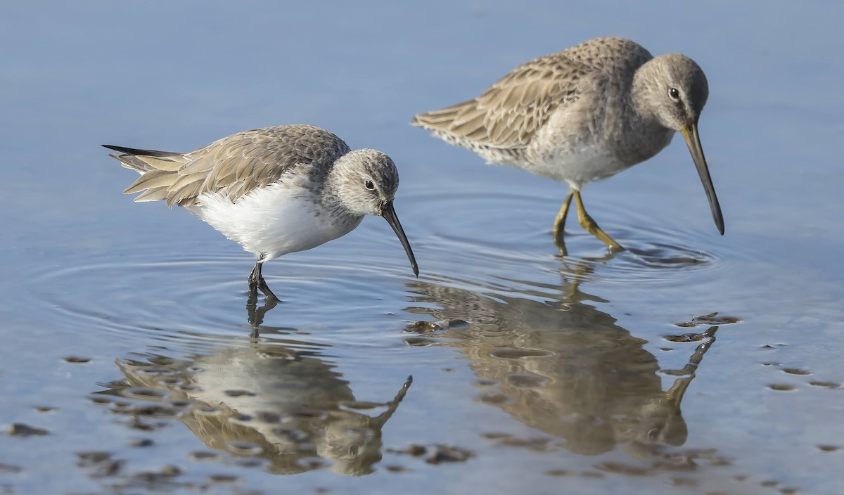 Curlew Sandpiper - Thomas Olson