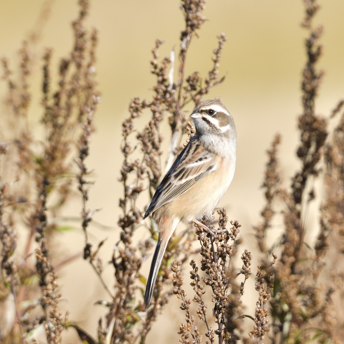 Rufous-backed Bunting - ML397979581