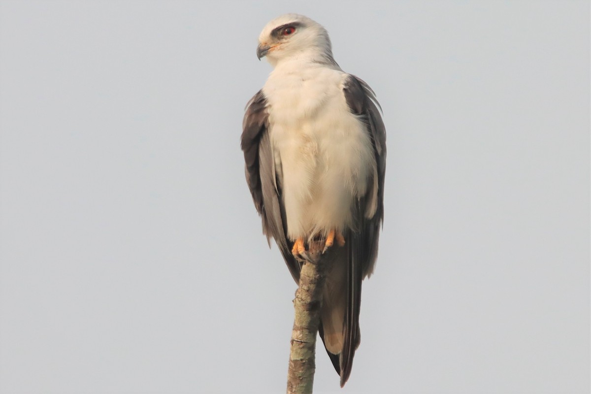 Black-winged Kite - Ajay Sarvagnam