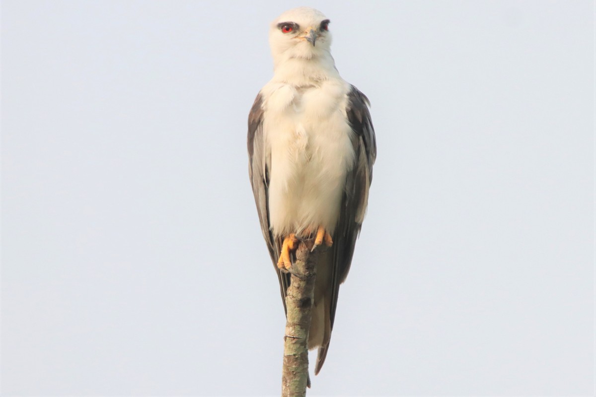 Black-winged Kite - Ajay Sarvagnam