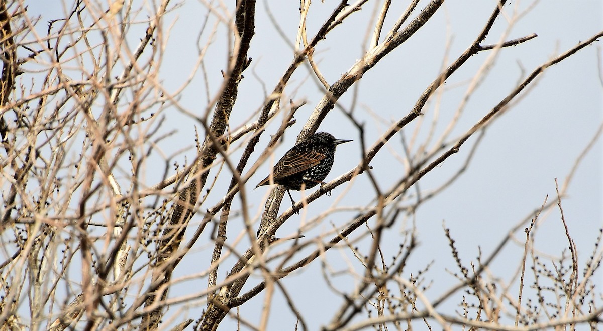 European Starling - ML397980881