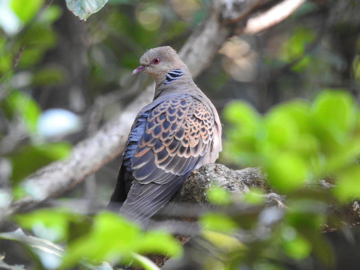 Oriental Turtle-Dove - ML397983921