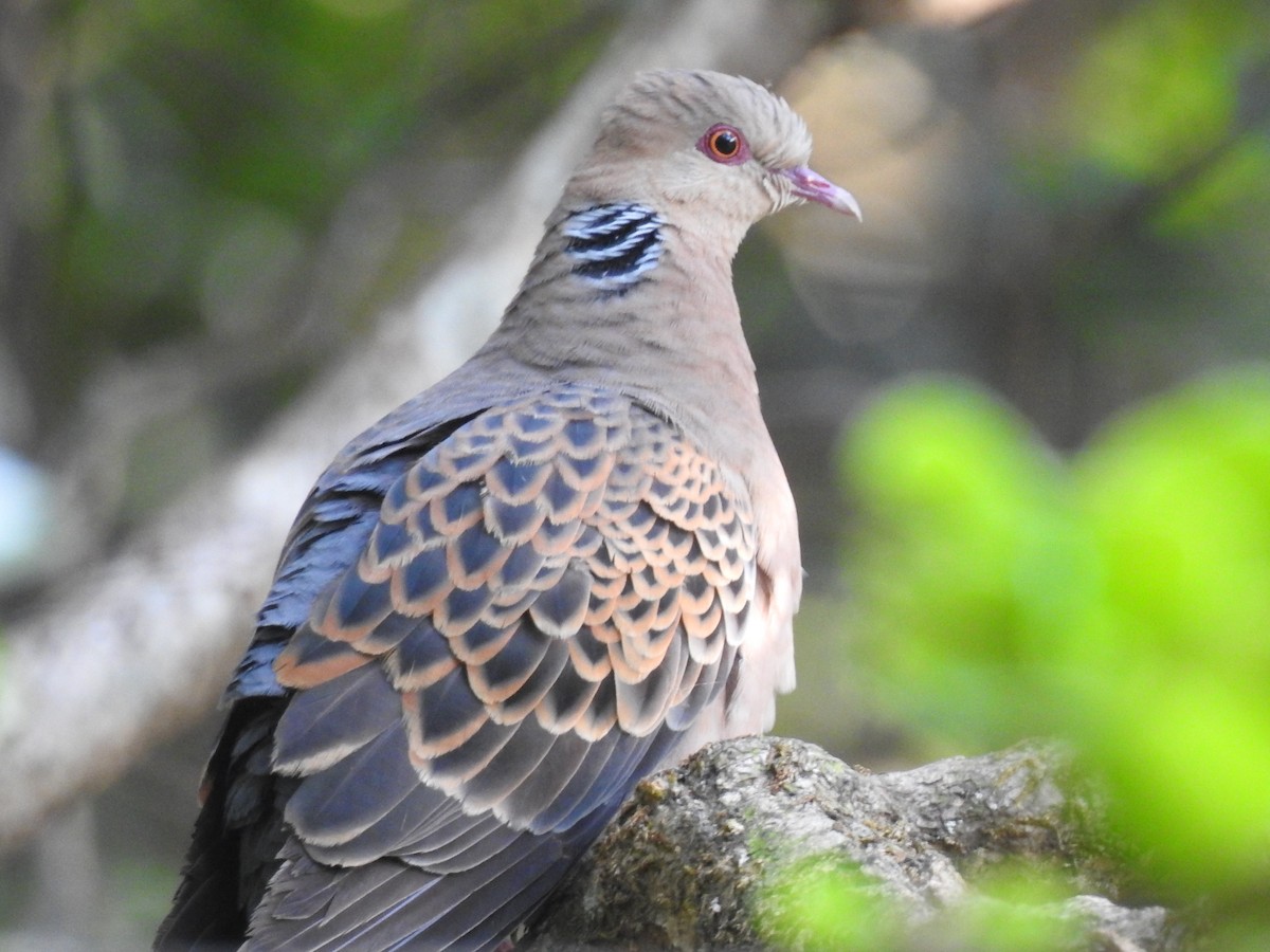 Oriental Turtle-Dove - ML397983931