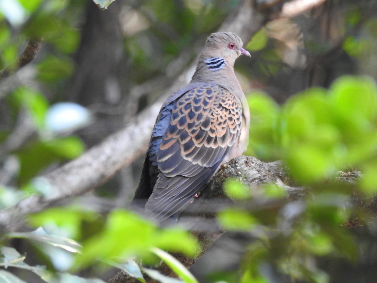 Oriental Turtle-Dove - ML397983941